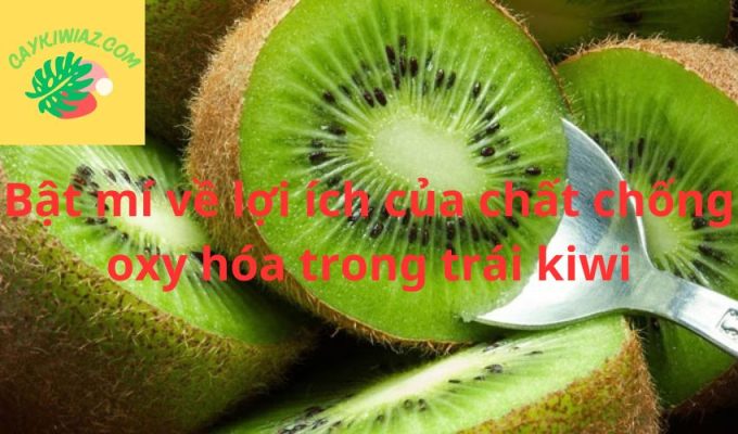 Bật mí về lợi ích của chất chống oxy hóa trong trái kiwi