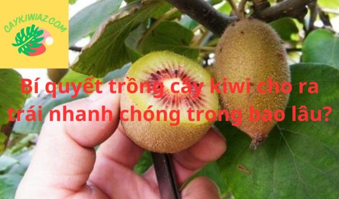 Bí quyết trồng cây kiwi cho ra trái nhanh chóng trong bao lâu?