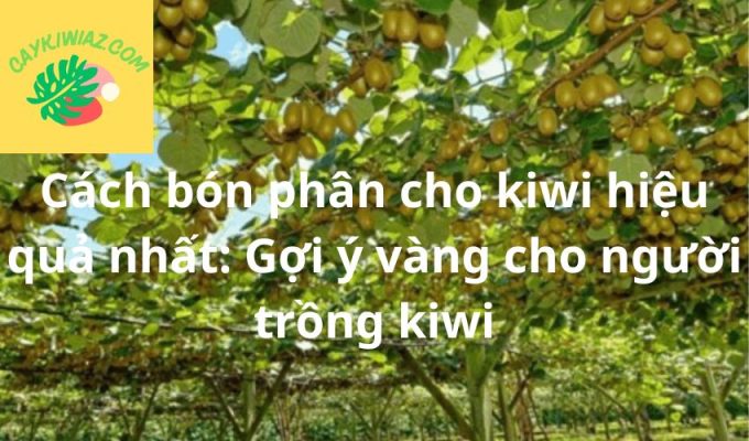 Cách bón phân cho kiwi hiệu quả nhất: Gợi ý vàng cho người trồng kiwi