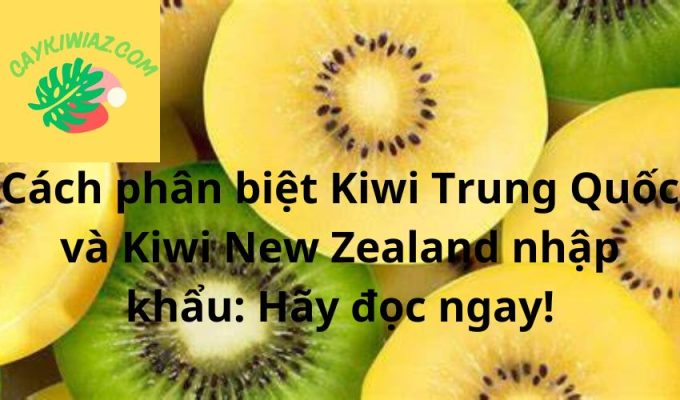 Cách phân biệt Kiwi Trung Quốc và Kiwi New Zealand nhập khẩu: Hãy đọc ngay!