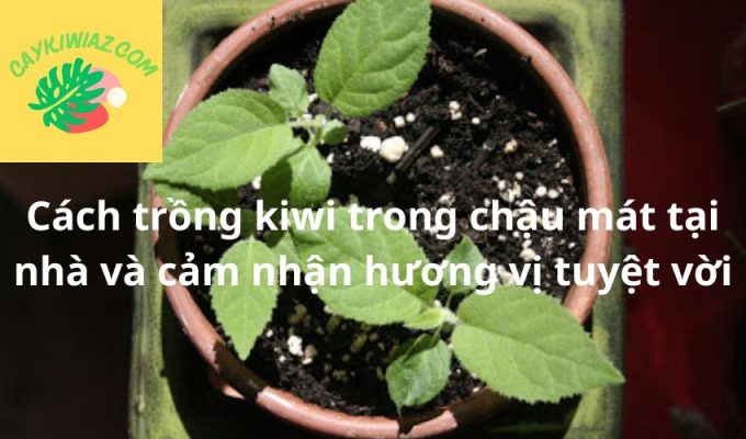 Cách trồng kiwi trong chậu mát tại nhà và cảm nhận hương vị tuyệt vời