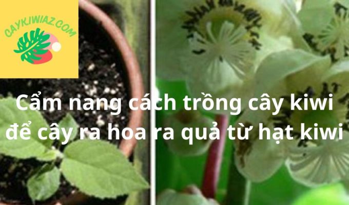 Cẩm nang cách trồng cây kiwi để cây ra hoa ra quả từ hạt kiwi