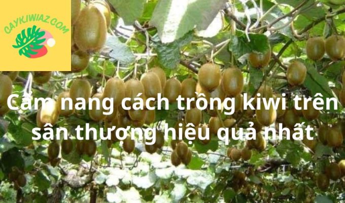 Cẩm nang cách trồng kiwi trên sân thượng hiệu quả nhất