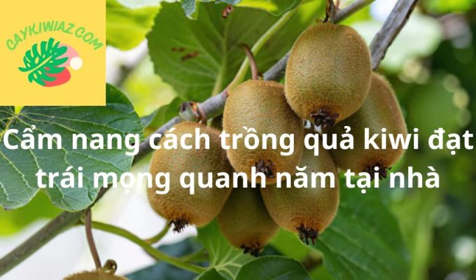 Cẩm nang cách trồng quả kiwi đạt trái mọng quanh năm tại nhà