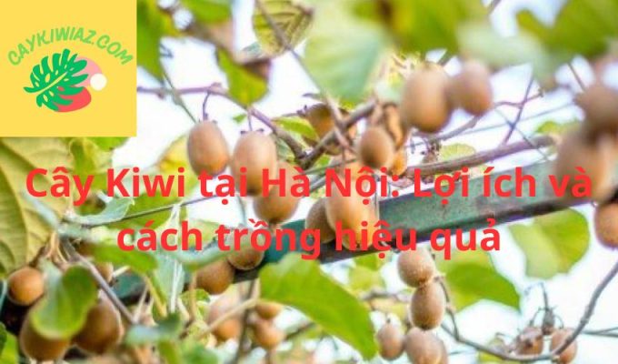 Cây Kiwi tại Hà Nội: Lợi ích và cách trồng hiệu quả