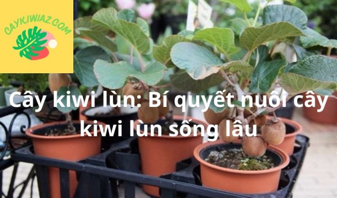 Cây kiwi lùn: Bí quyết nuôi cây kiwi lùn sống lâu