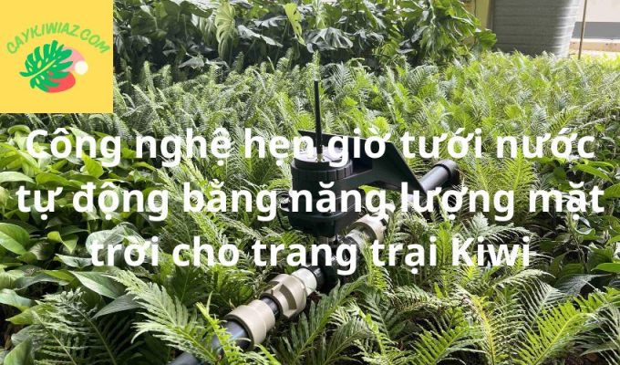 Công nghệ hẹn giờ tưới nước tự động bằng năng lượng mặt trời cho trang trại Kiwi