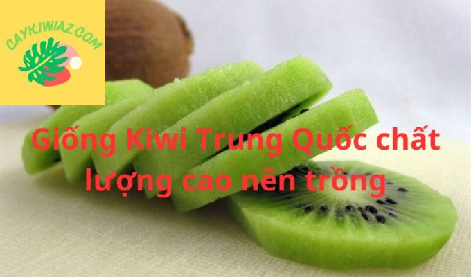 Giống Kiwi Trung Quốc chất lượng cao nên trồng