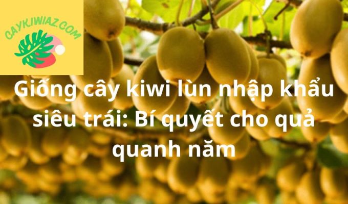 Giống cây kiwi lùn nhập khẩu siêu trái: Bí quyết cho quả quanh năm