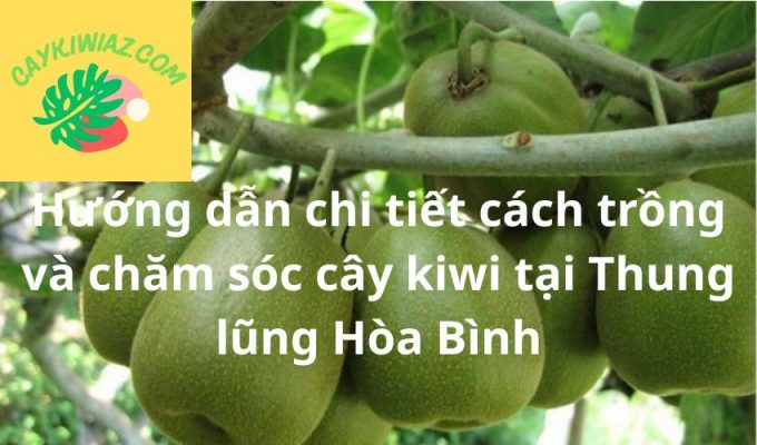 Hướng dẫn chi tiết cách trồng và chăm sóc cây kiwi tại Thung lũng Hòa Bình