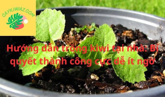 Hướng dẫn trồng kiwi tại nhà: Bí quyết thành công cực dễ ít ngờ