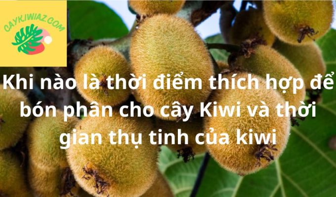 Khi nào là thời điểm thích hợp để bón phân cho cây Kiwi và thời gian thụ tinh của kiwi