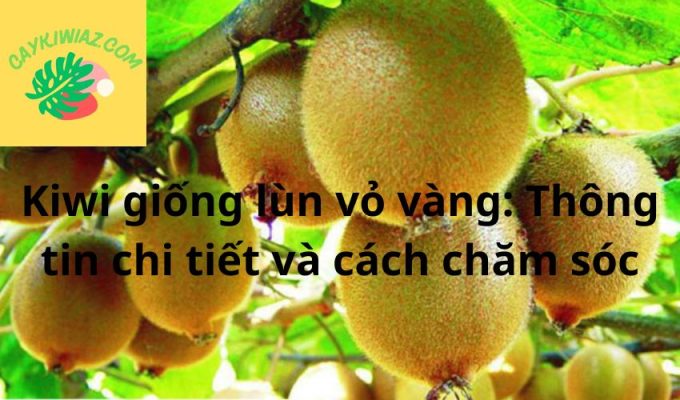 Kiwi giống lùn vỏ vàng: Thông tin chi tiết và cách chăm sóc