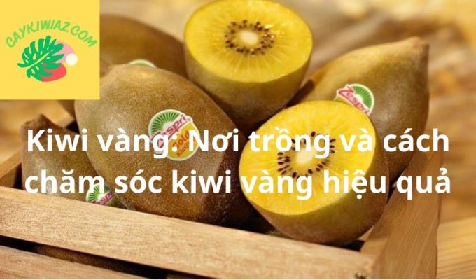 Kiwi vàng: Nơi trồng và cách chăm sóc kiwi vàng hiệu quả