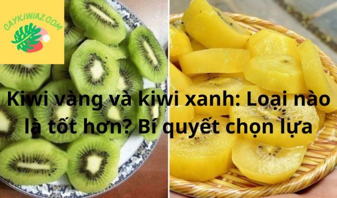 Kiwi vàng và kiwi xanh: Loại nào là tốt hơn? Bí quyết chọn lựa