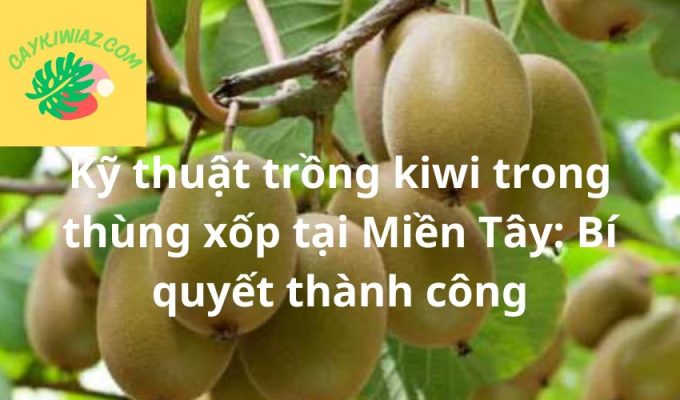 Kỹ thuật trồng kiwi trong thùng xốp tại Miền Tây: Bí quyết thành công