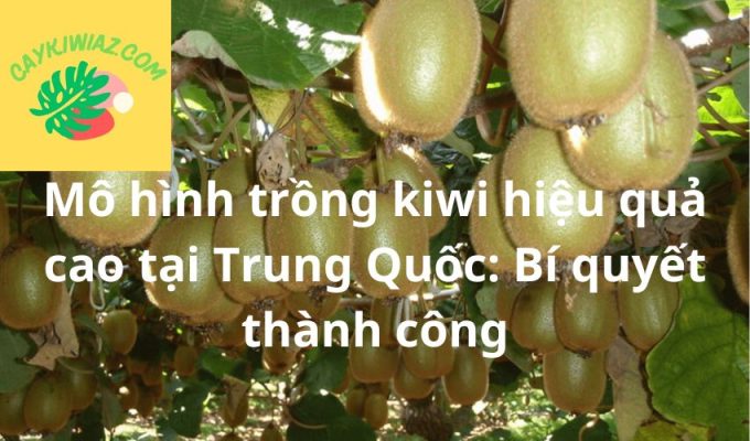 Mô hình trồng kiwi hiệu quả cao tại Trung Quốc: Bí quyết thành công