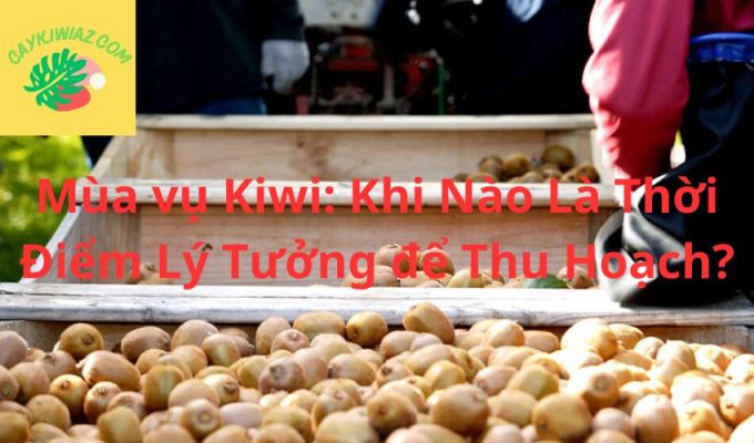 Mùa vụ Kiwi: Khi Nào Là Thời Điểm Lý Tưởng để Thu Hoạch?