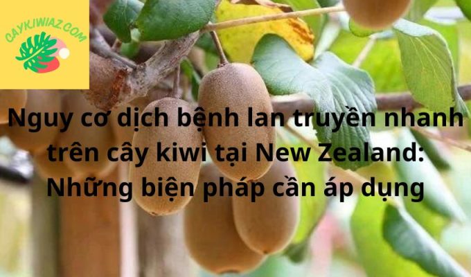 Nguy cơ dịch bệnh lan truyền nhanh trên cây kiwi tại New Zealand: Những biện pháp cần áp dụng