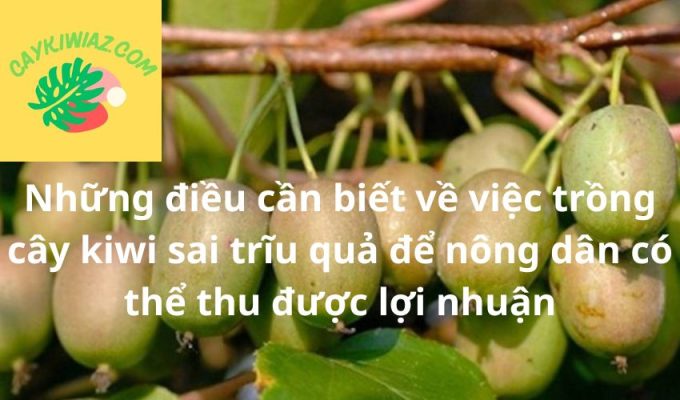 Những điều cần biết về việc trồng cây kiwi sai trĩu quả để nông dân có thể thu được lợi nhuận