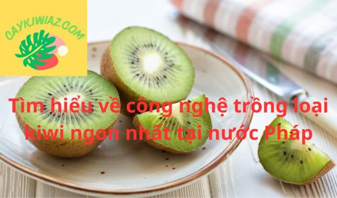 Tìm hiểu về công nghệ trồng loại kiwi ngon nhất tại nước Pháp