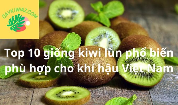 Top 10 giống kiwi lùn phổ biến phù hợp cho khí hậu Việt Nam