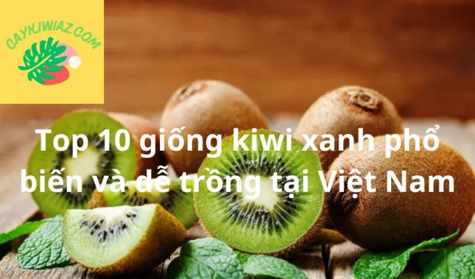 Top 10 giống kiwi xanh phổ biến và dễ trồng tại Việt Nam